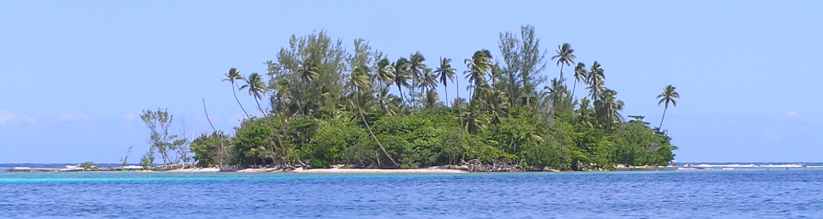 Une petite île avec des palmiers