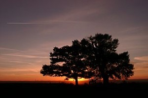 Le soleil se lève derrière de grands arbres feuillus.