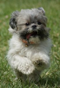 https://commons.wikimedia.org/wiki/File:Shih_Tzu.jpg