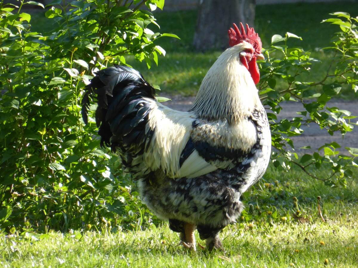 Une grosse poule dans un près.