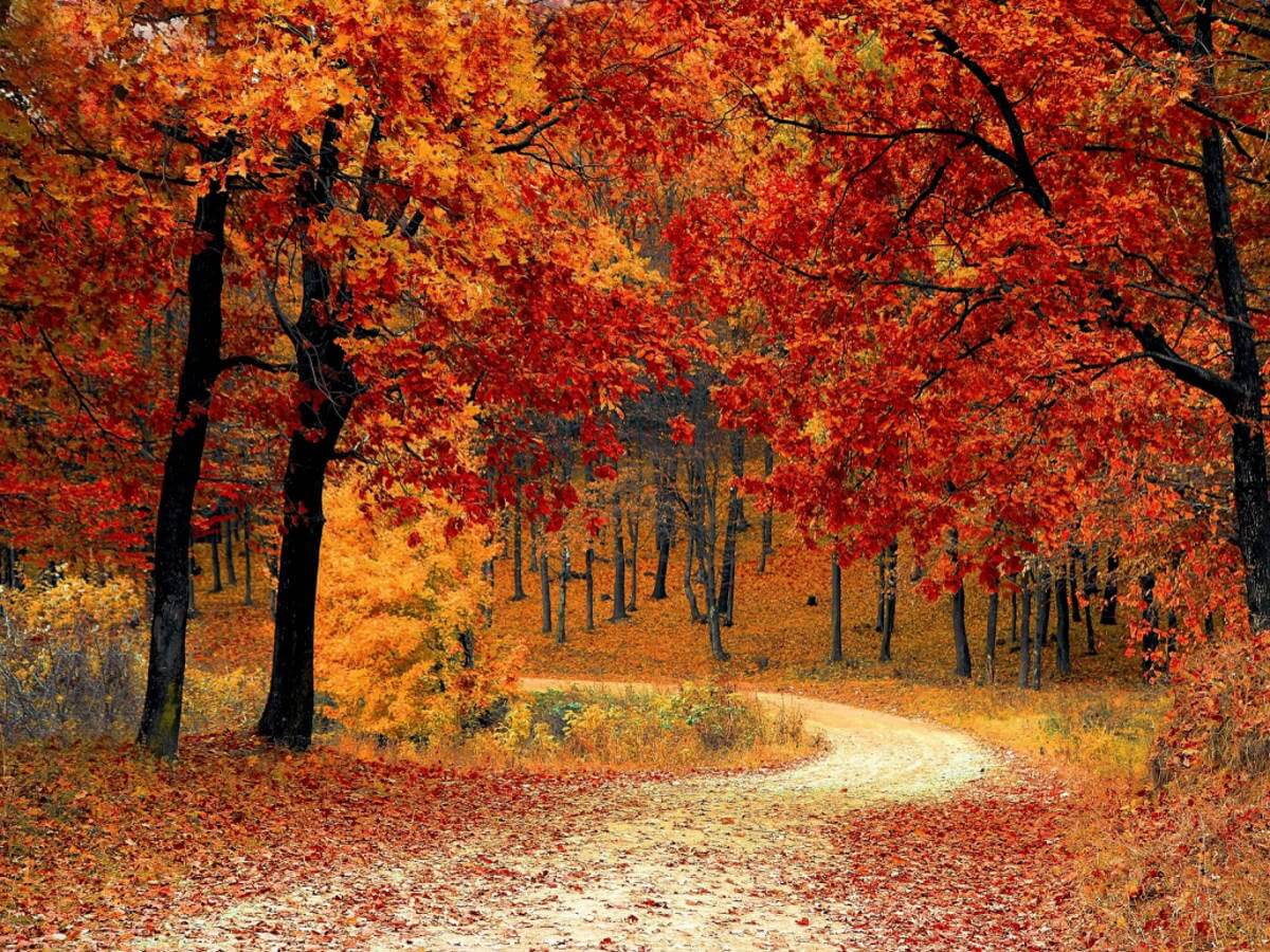 Un chemin en forêt recouvert de feuilles mortes d'automne.