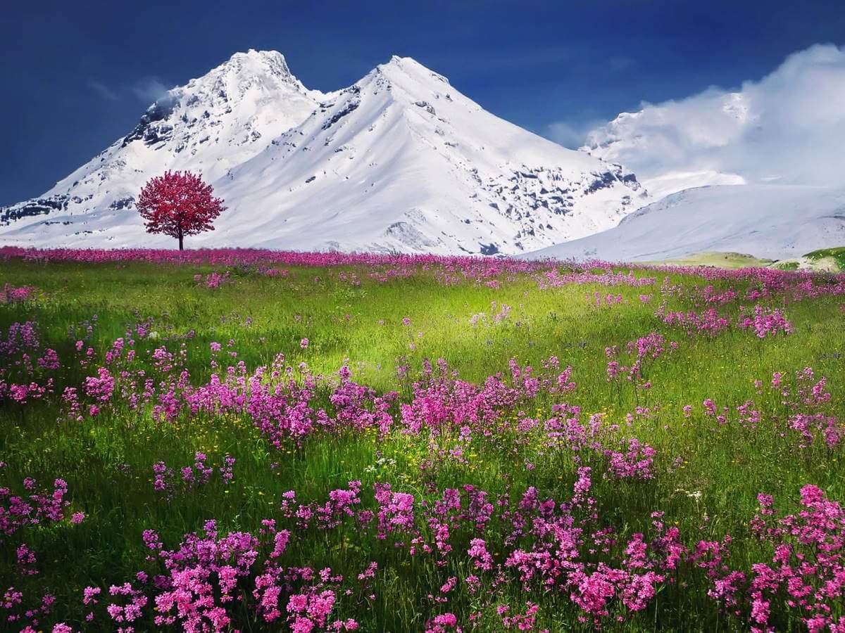 Vue sur une prairie en fleurs devant des montagnes