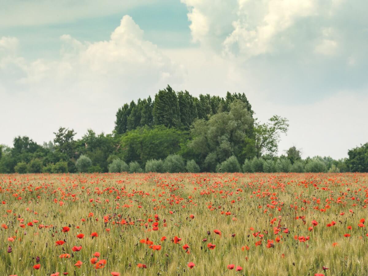 Un champ de fleurs sauvages rouges