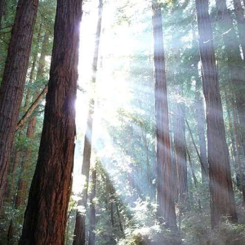  Des rayons de soleil apparaissent à travers de grands arbres.