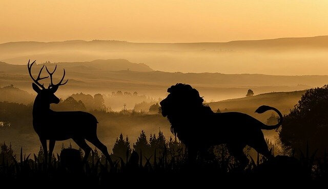  Un cert regarde un lion tout près.