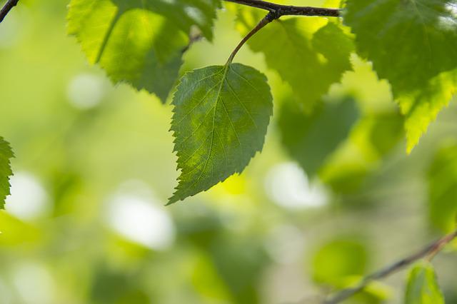 Une feuille verte devant un arrière-plan de verdure