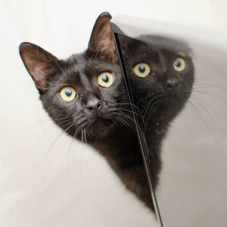 Un chaton devant un miroir 