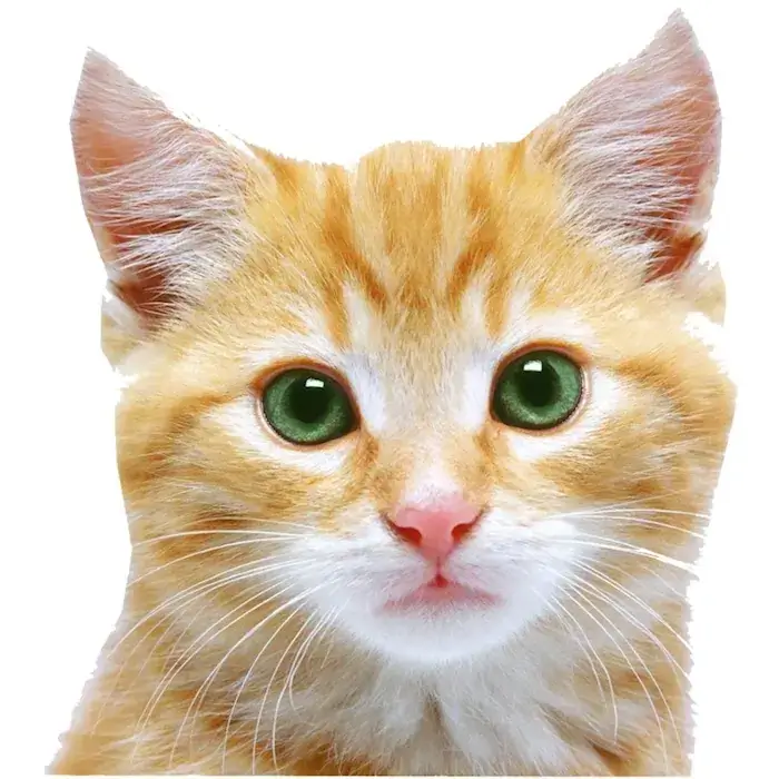 Visage d'un chaton aux yeux verts