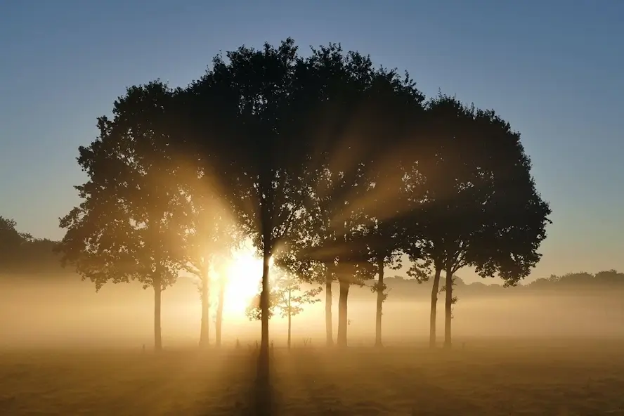 Un lever de soleil derrière de grands arbres