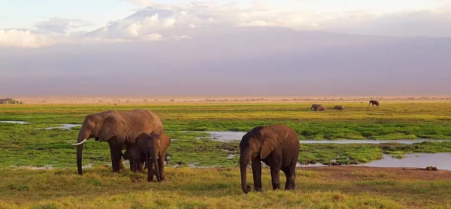 Trois éléphants marchent près d'un point d'eau.