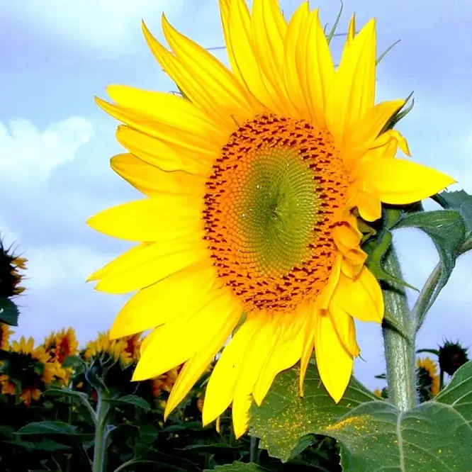 Un plan de tournesol mature face au soleil