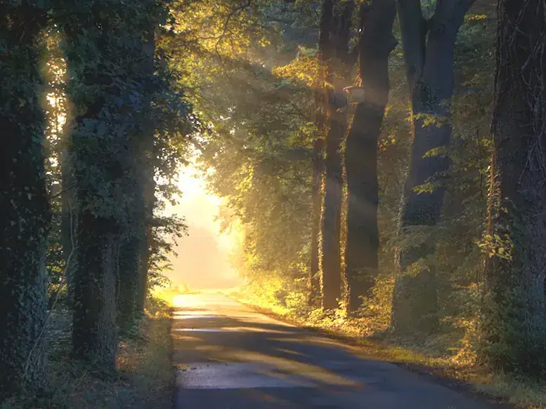 Level du soleil derrière un chemin en forêt