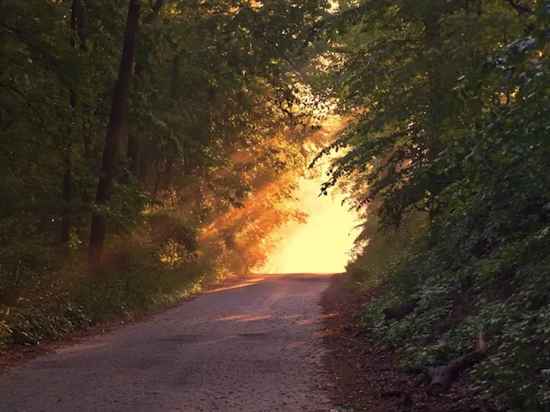 Un chemin large dans la forêt vers une lumière intense